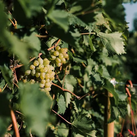 Tema Relais - Tenuta Masciangelo *