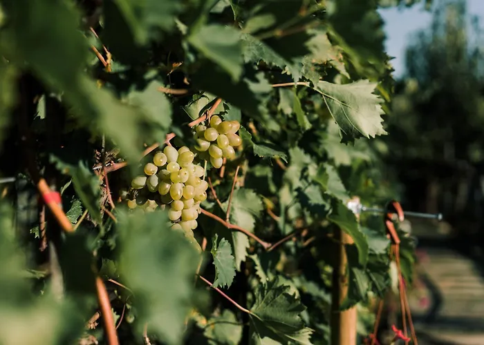 Tema Relais - Tenuta Masciangelo *